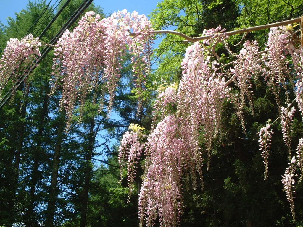 Kyuhonbo Hisayamakan Nagano Exterior foto